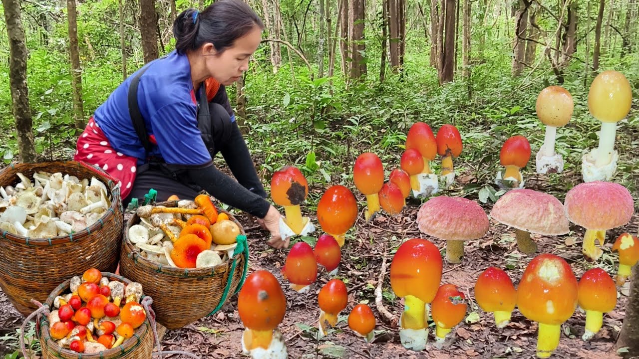 อลังการอีกเเล้ว!!ระโงกสีส้ม!เเดง!!เหลือง!!ตะไคร่หน้าเเหล่หมานโพดโพ!!3ต่าเต็มๆ🍄2/10/67