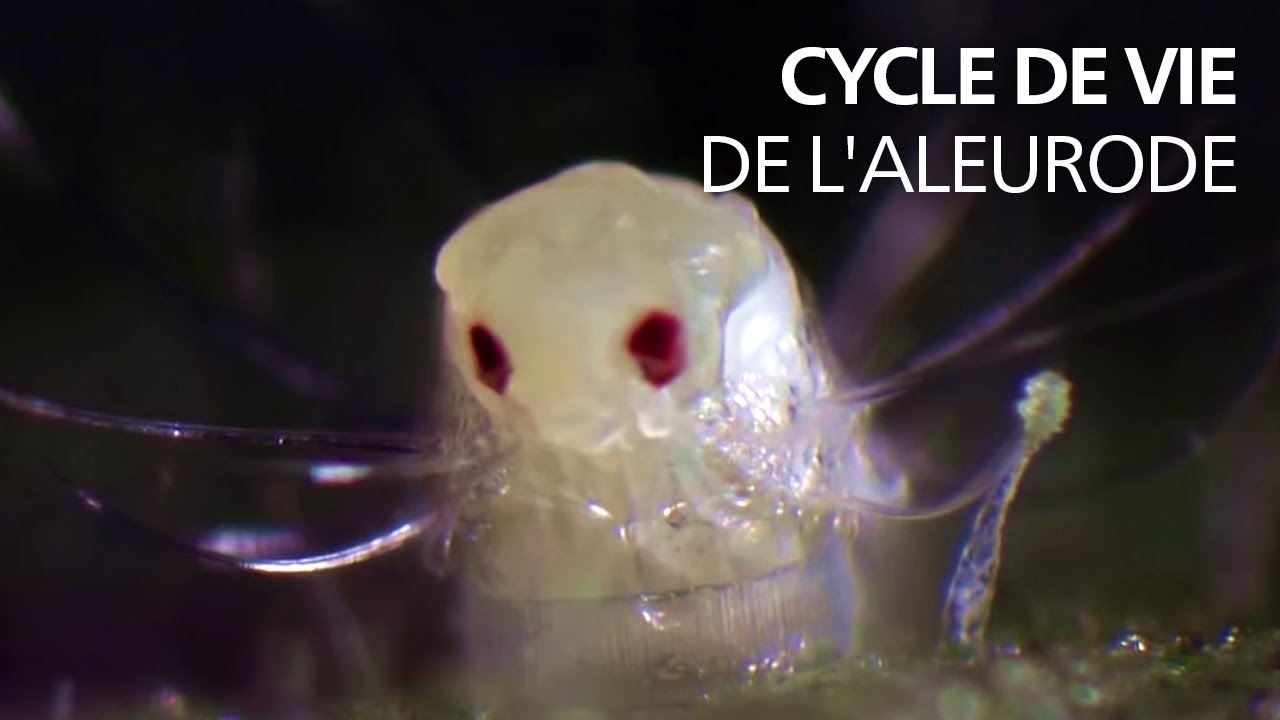 Cycle de vie de l'aleurode (Trialeurodes vaporariorum)