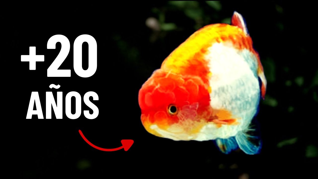 6 Claves para RETARDAR el ENVEJECIMIENTO en GOLDFISH | Cuidados del Goldfish
