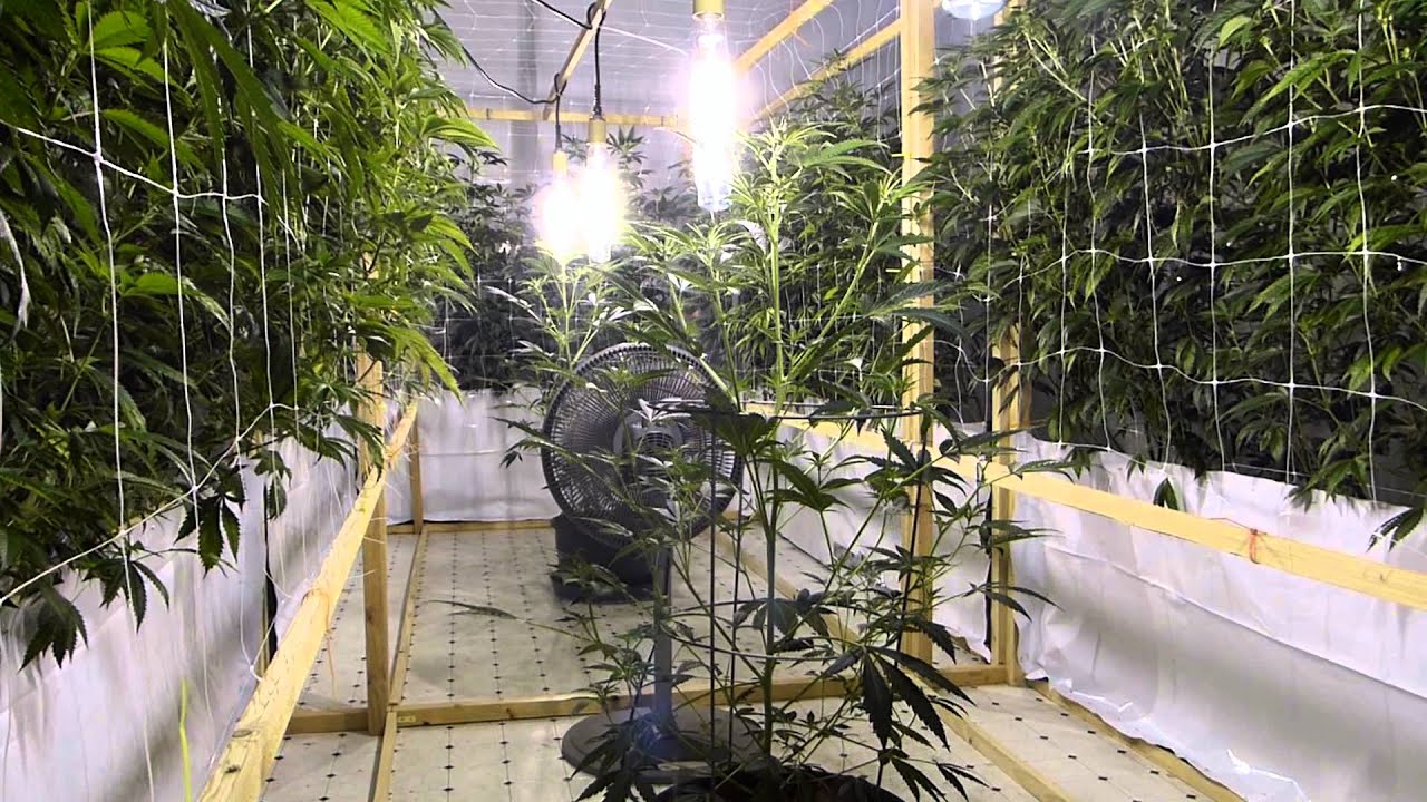 SFVOG Vertical Grow #1 - Day 18