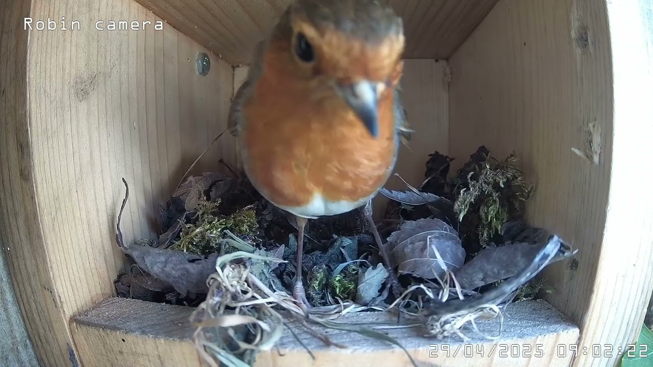 From empty box to full nest in seven hours! Robin nest building timelaspe.