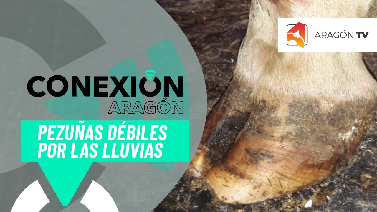 Las continuadas lluvias debilitan las pezuñas del ganado