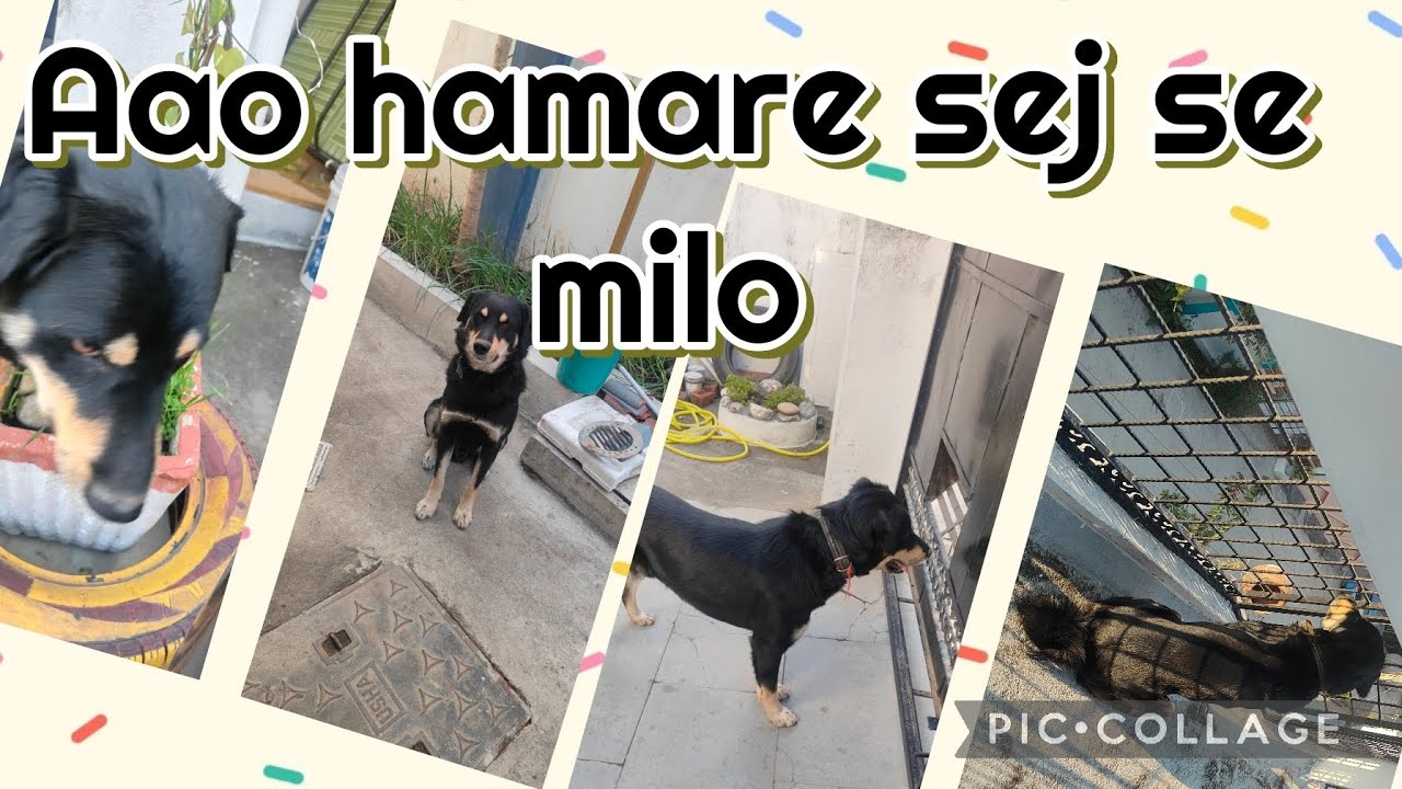 #bhut naughty h🐕🐕#dailyvlog#viralvideo #@DurgaBishtVlogging #plz support 🙏🏻❤️👍🏻