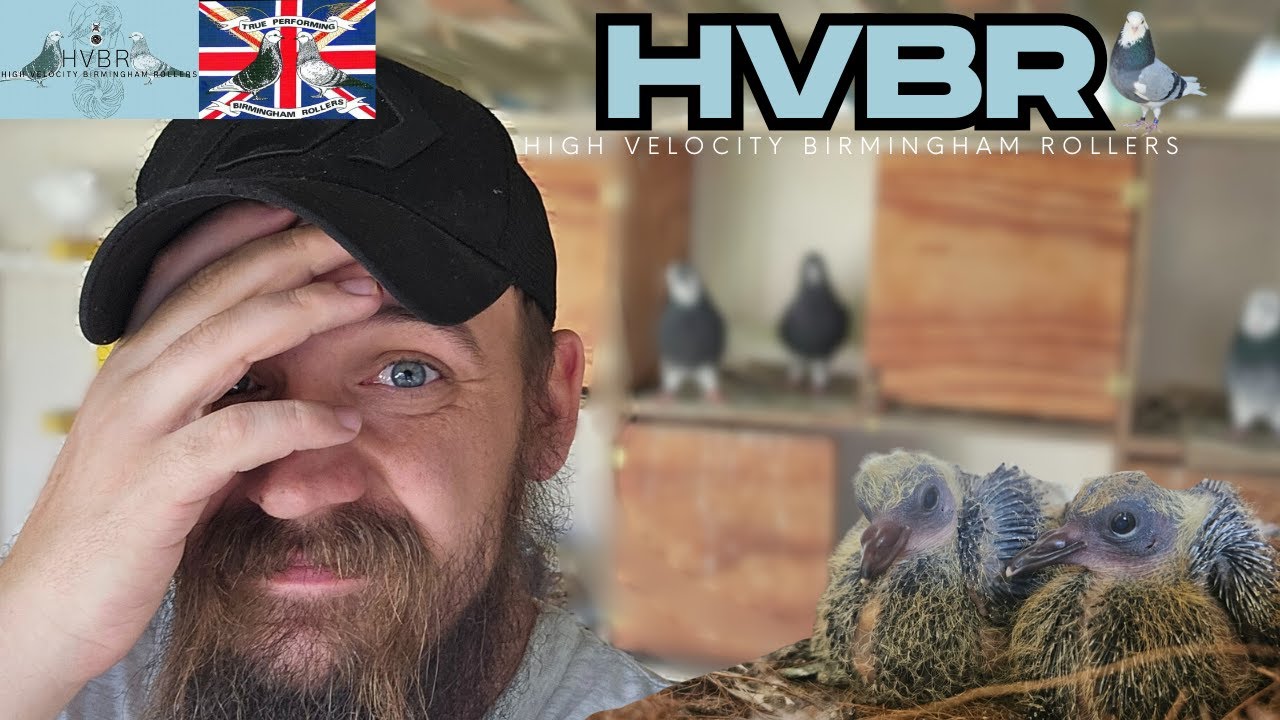 When Things Don’t Go as Planned | Breeding Update #2 | HVBR