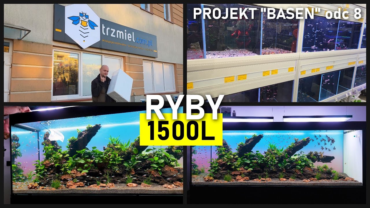 Akwarium 1500L - Ryby - Project 