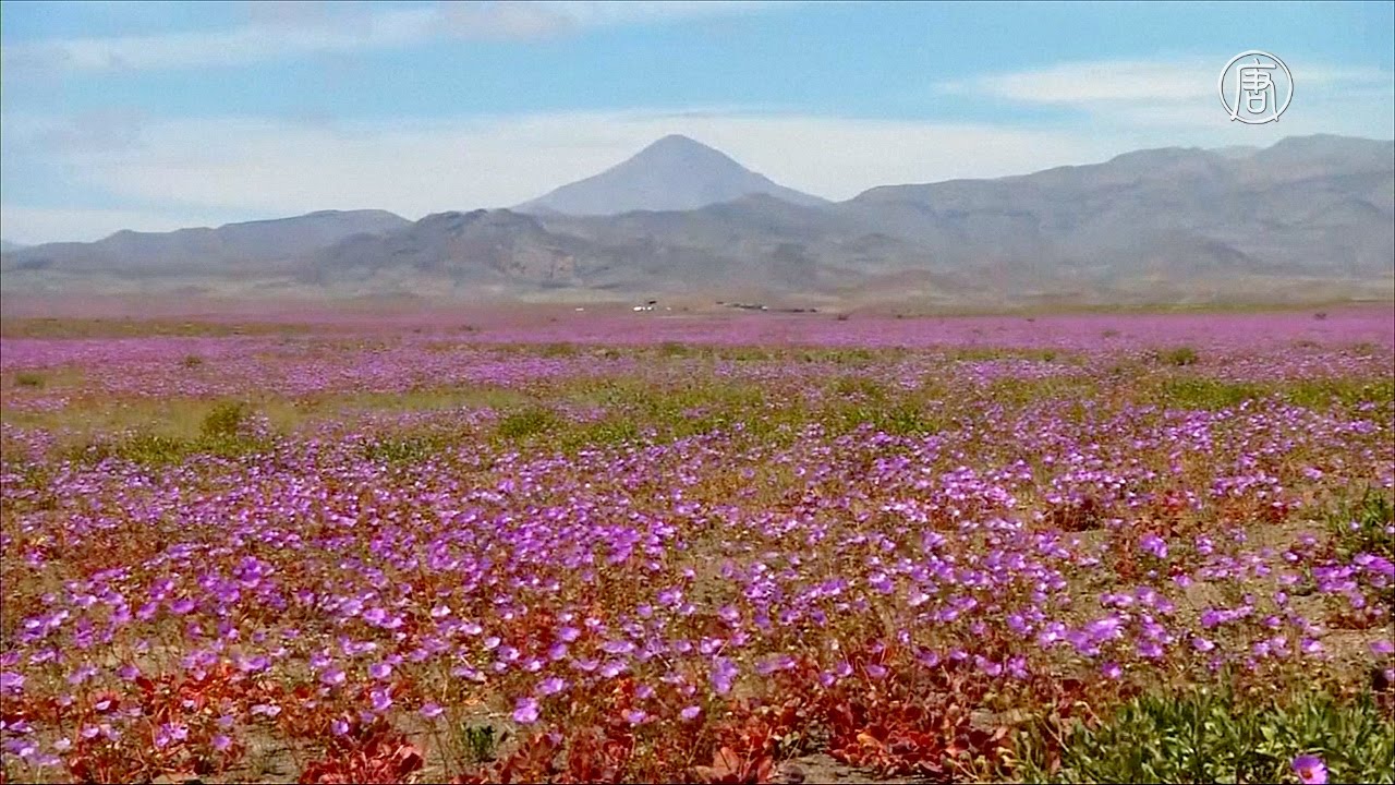Зацвела самая засушливая пустыня планеты - Атакама (новости)