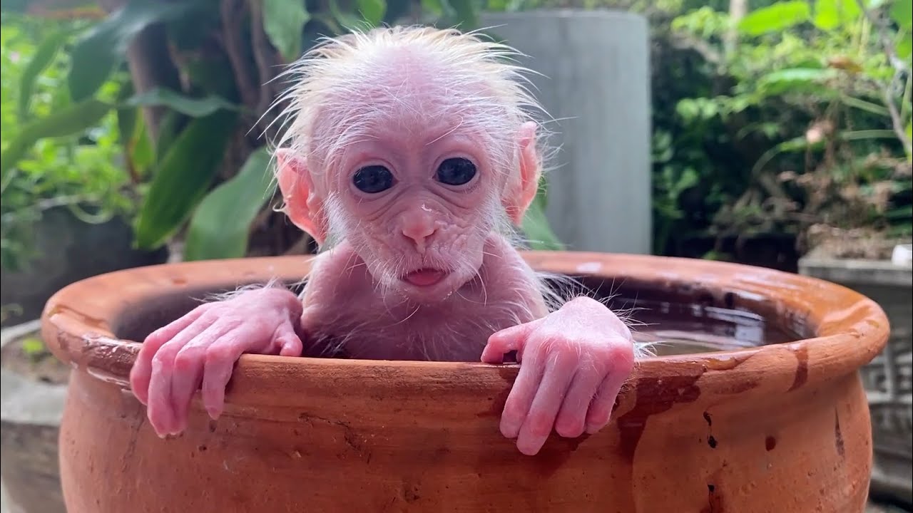 Baby monkey Annie bathes in dad's special swimming pool