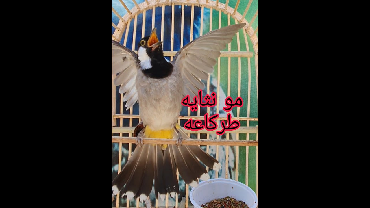 نثايه أليفه شوفوا طك أجناح برواز 🥰