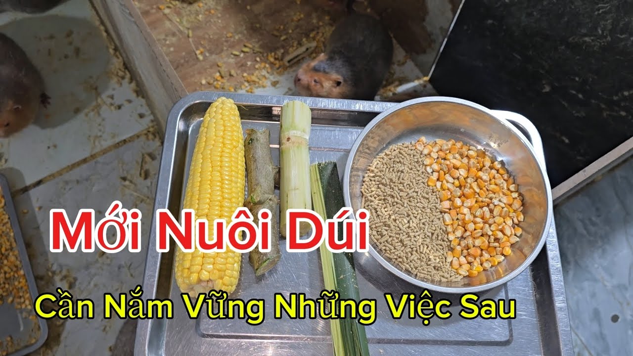 Hướng dẫn chi tiết các nhóm thức ăn chuẩn cho người mới bắt đầu nuôi dúi 