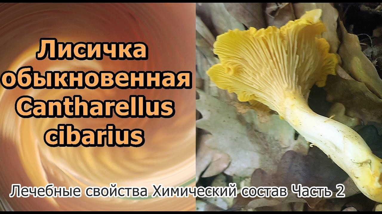 Лисичка обыкновенная Cantharellus cibarius Лечебные свойства Химический состав Часть 2