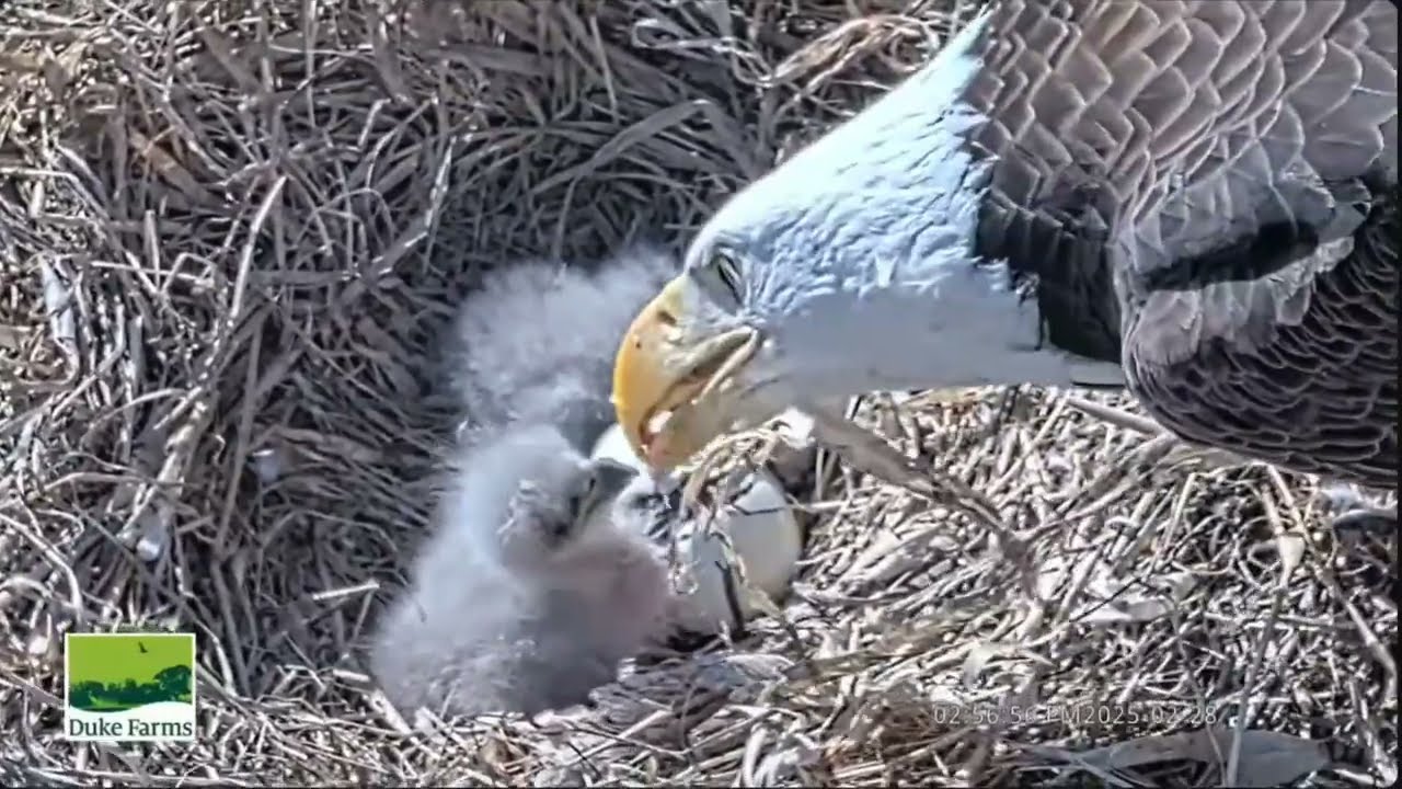 🎉 Hatch #3 & Getting Your Eaglets Lined Up at the Table 🎉 - Duke Farms Nest of Mom & Dad  (2/27-3/1)