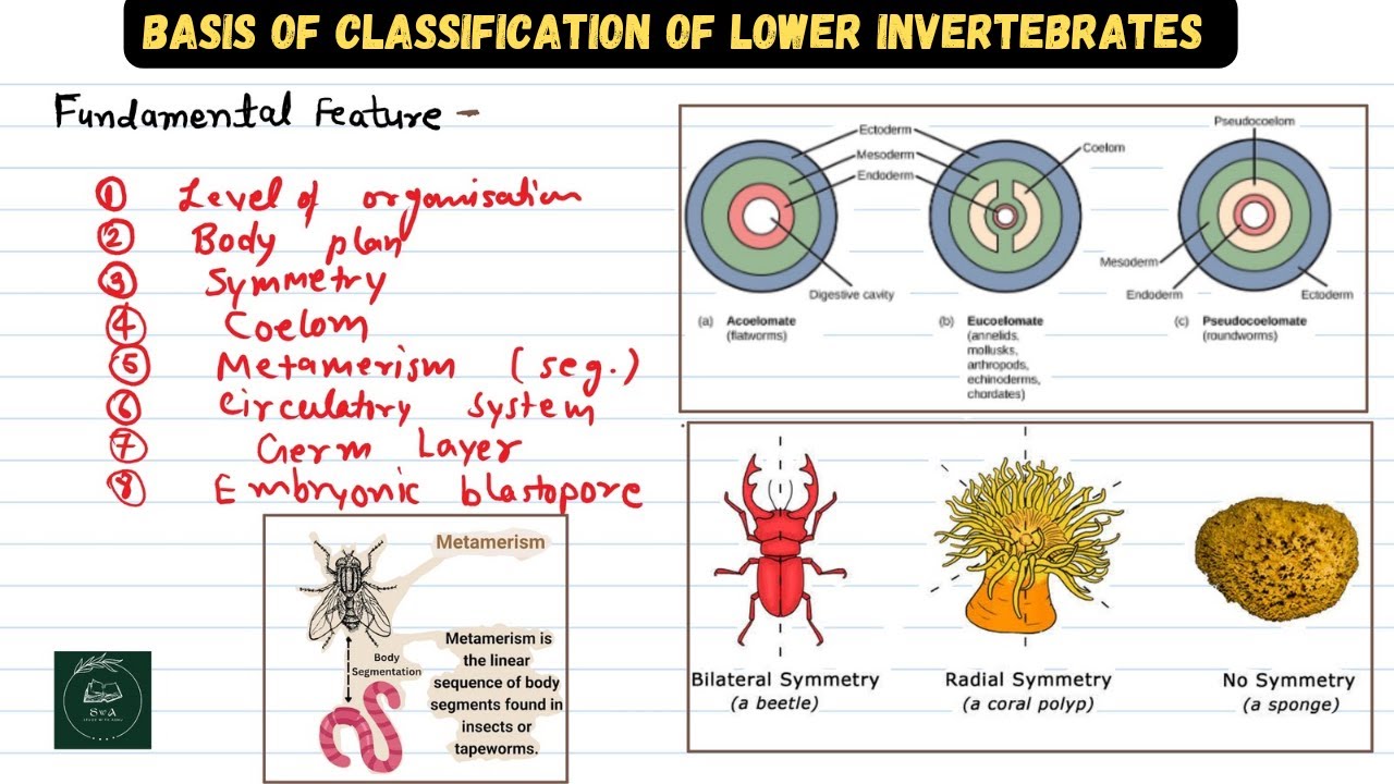 Basis of classification of non chordata : symmetry, coelom, segmentation, embryogeny | bsc MGSU