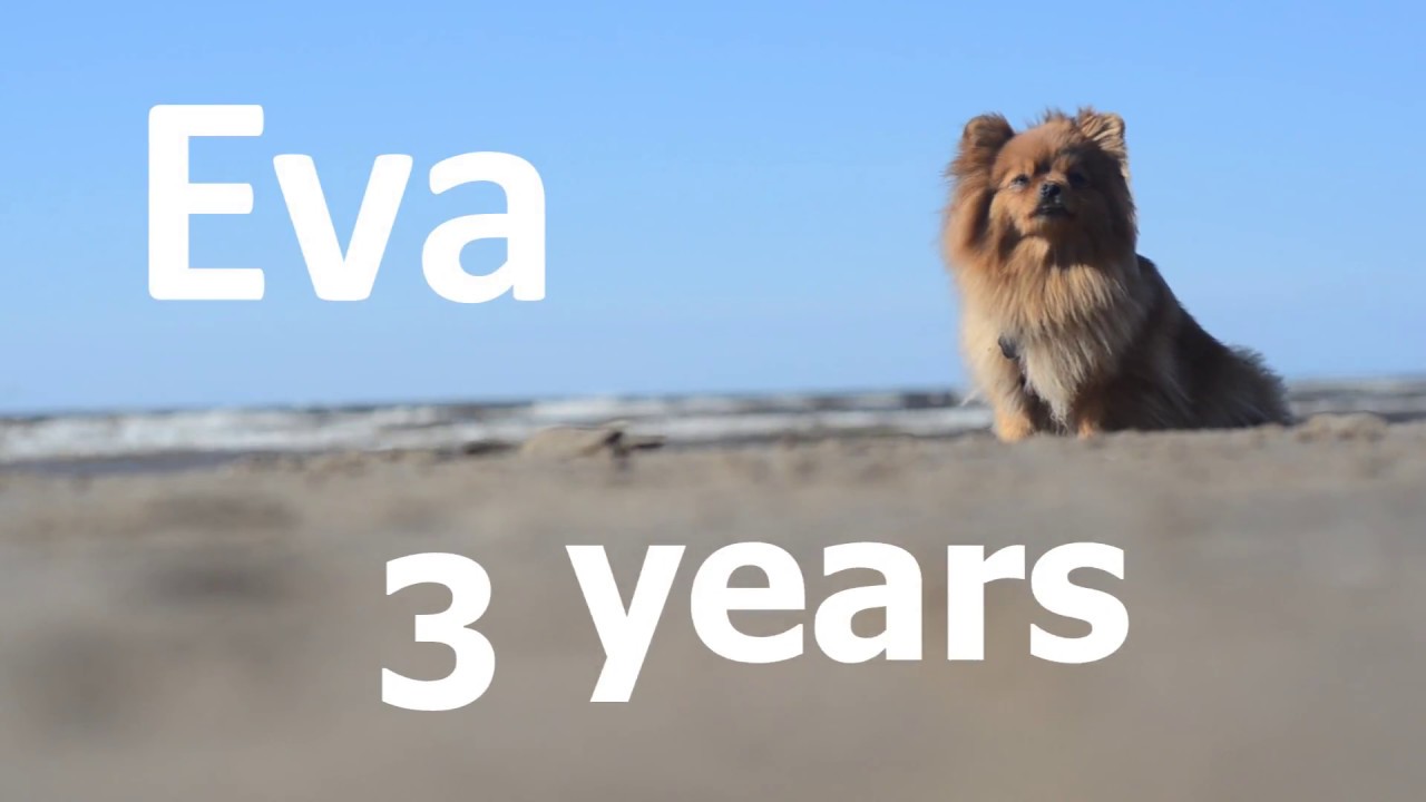 German spitz Eva . 3 years