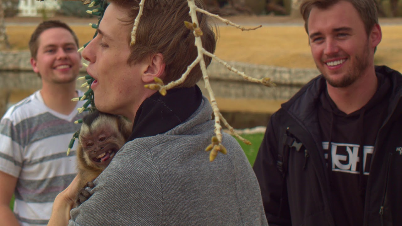 Boo the Monkey and his friends