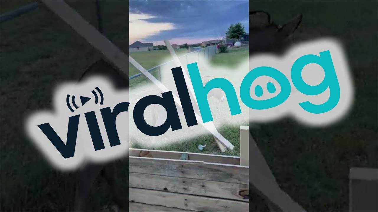 Waffles the Donkey Attempts to Help with Home Projects || ViralHog