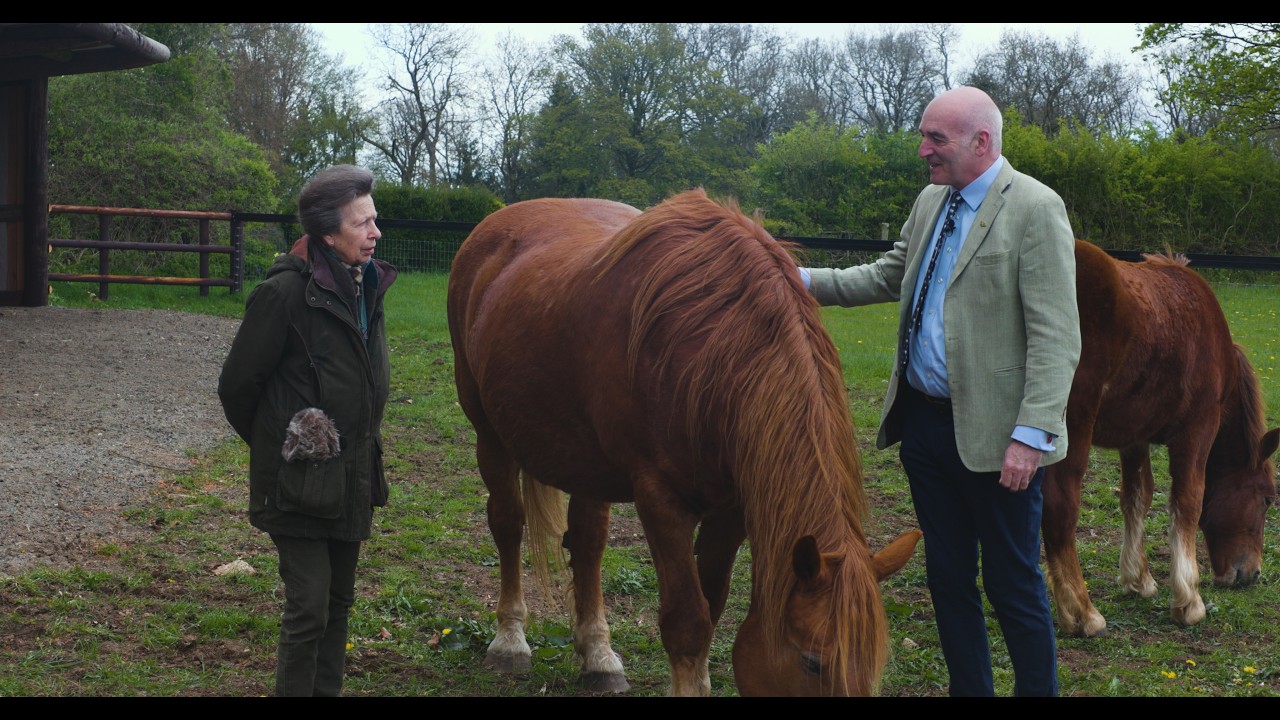 HRH The Princess Royal on the fight to save the critically endangered Suffolk Punch