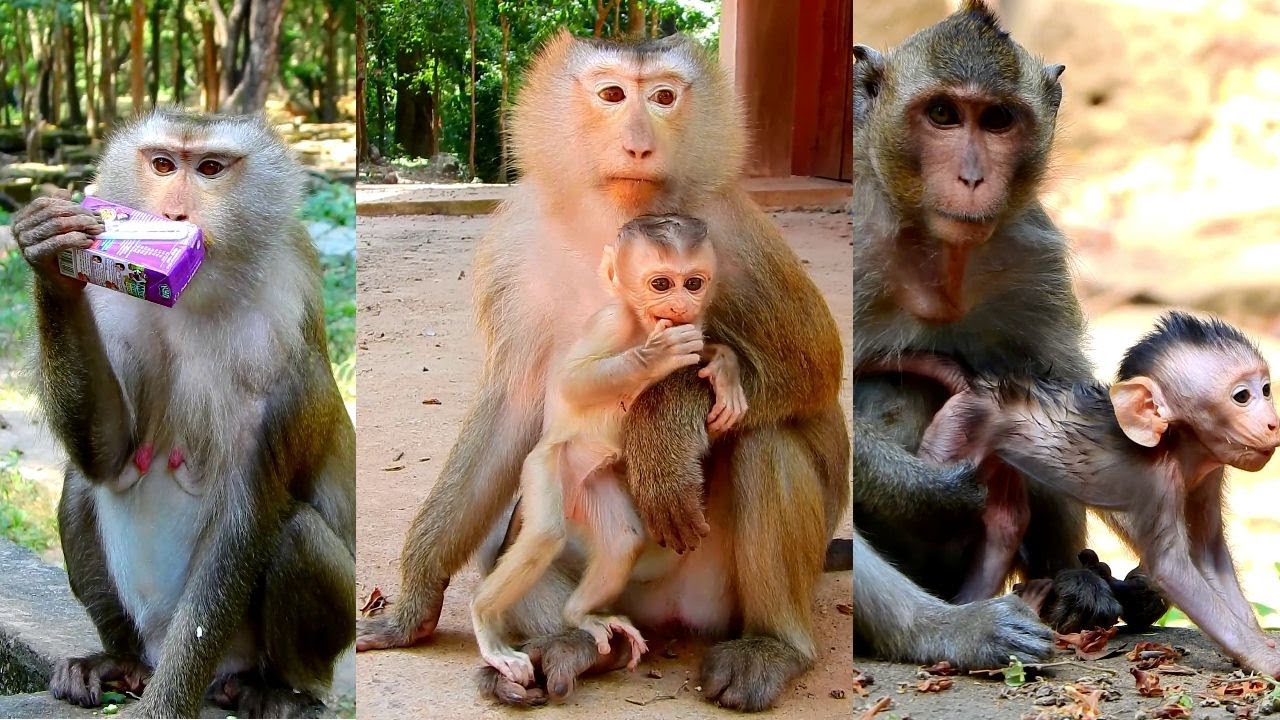 Best video of cute baby Rubin asks mum go out for playing, Rose take care baby much.