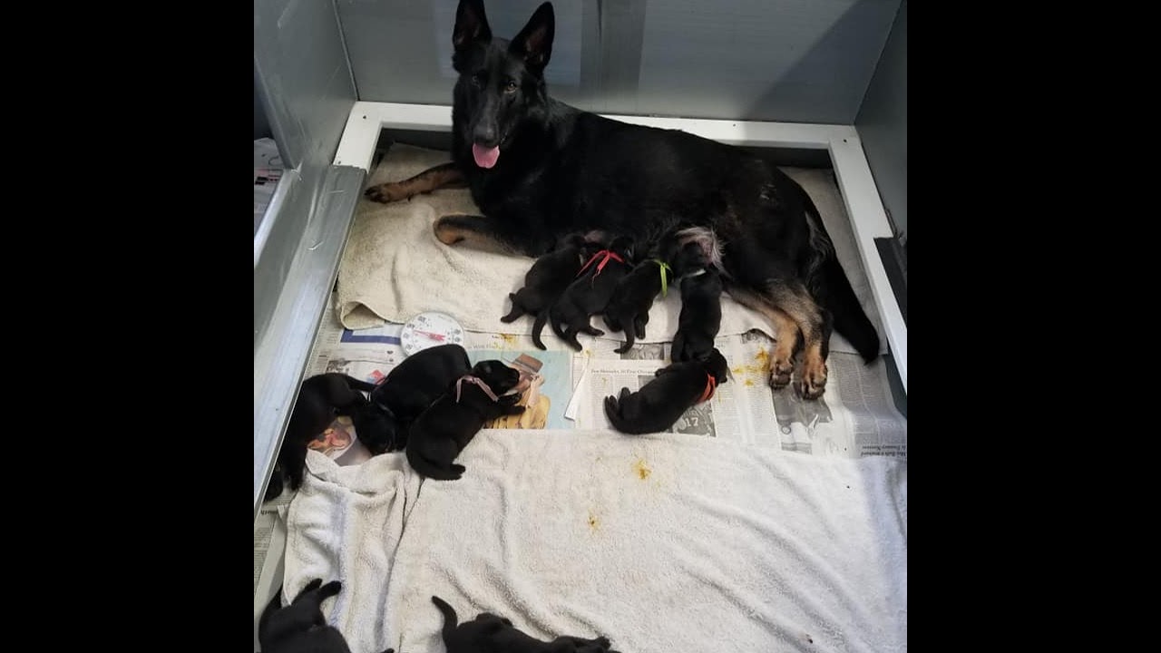 Puppy Cam 1 Whelping Room  Live Stream