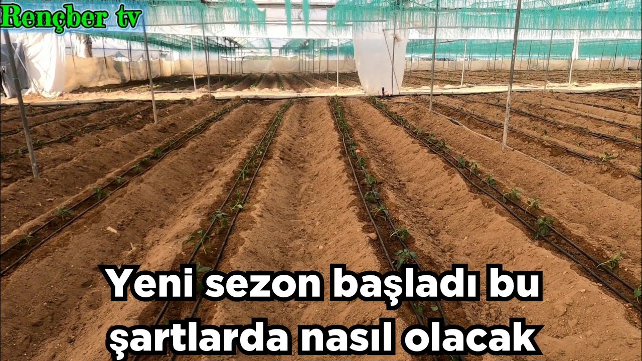 BAŞLIYORUZ 2022 sezonu sera kapya biber ekimi. Masraflar y&uuml;ksek fiyatlar d&uuml;ş&uuml;k 😰