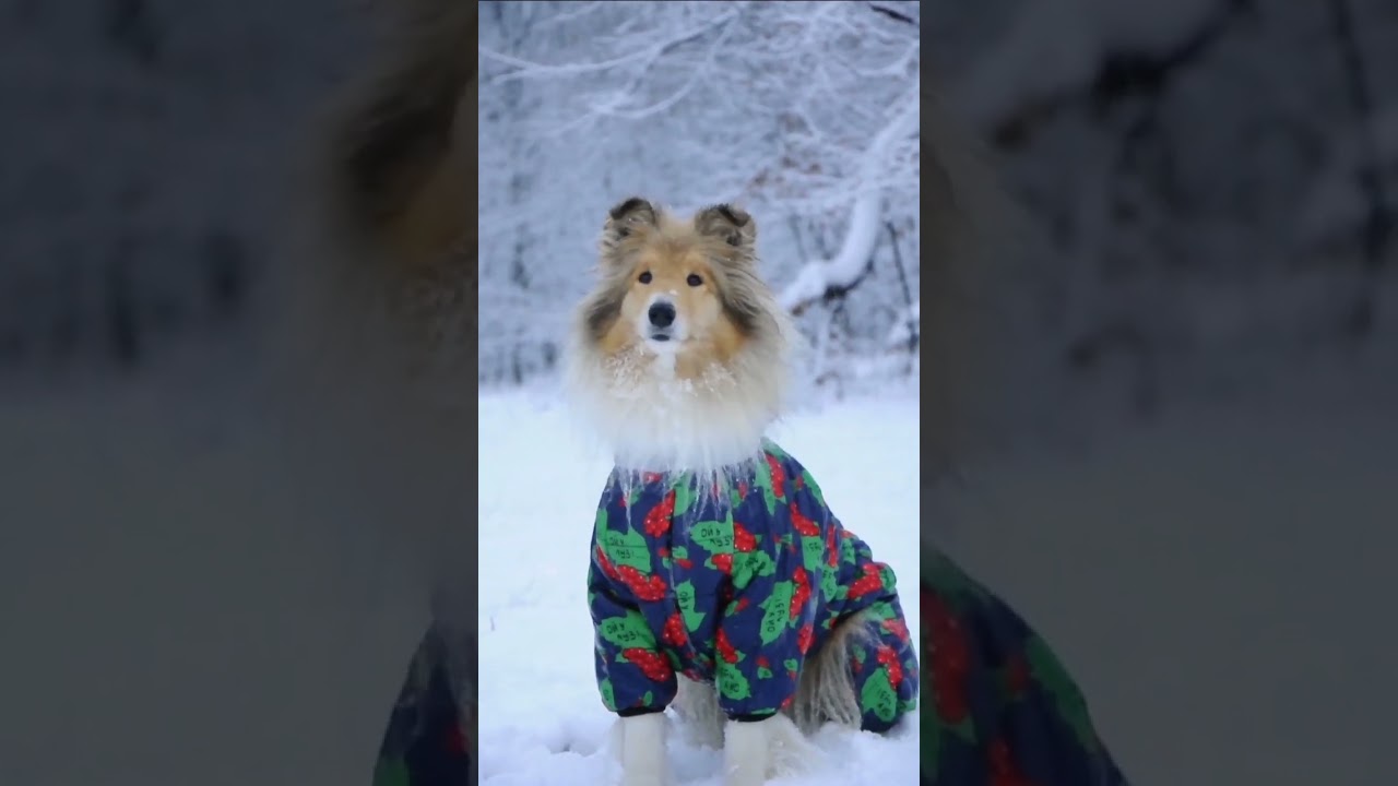 WAUDOG Clothes Dog Overalls