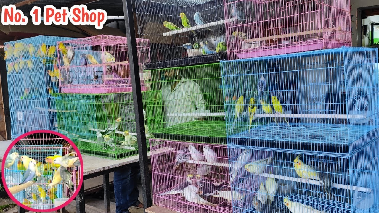 Solapur ki No. 1 Pet Shop || Retail & Wholesale || Dange Pet Shop || Birds, Fish, Accessories ||