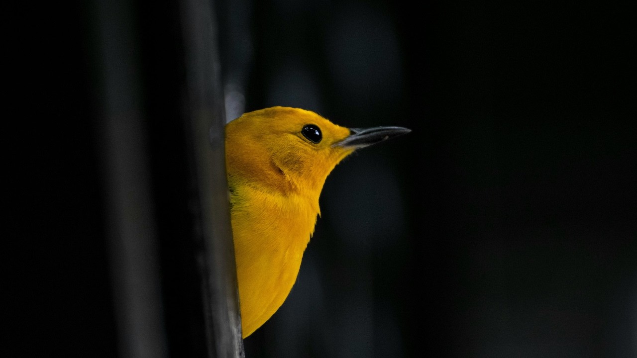 Listen to Birds for 4 Hours, Calm Morning Bird Sounds for Sleep & Relaxation