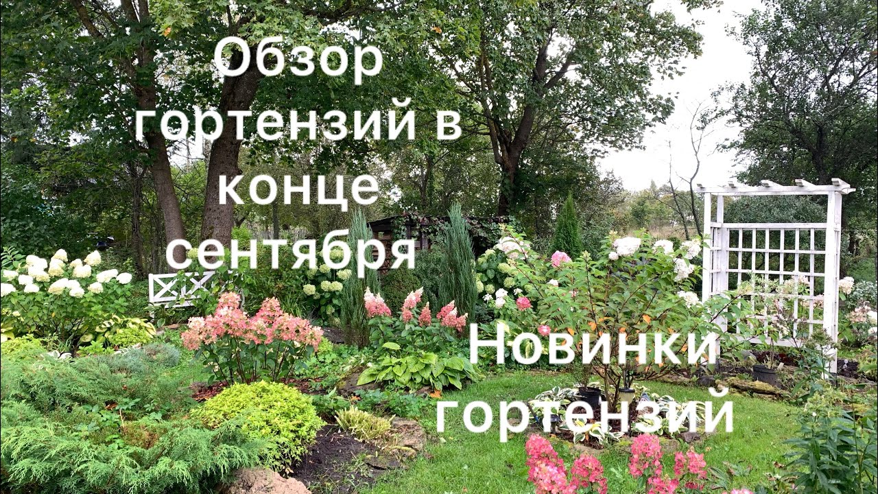 ОБЗОР ГОРТЕНЗИЙ В КОНЦЕ СЕНТЯБРЯ, более 40 сортов и 2 новинки