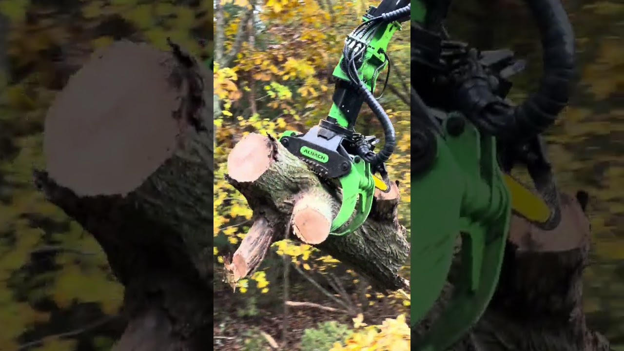 Tree Removal #shots #youtubeshorts