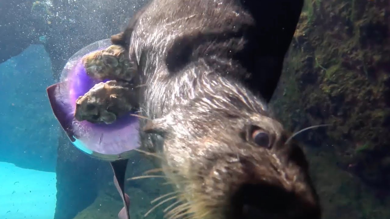 Happy Sea Otter Awareness Week!