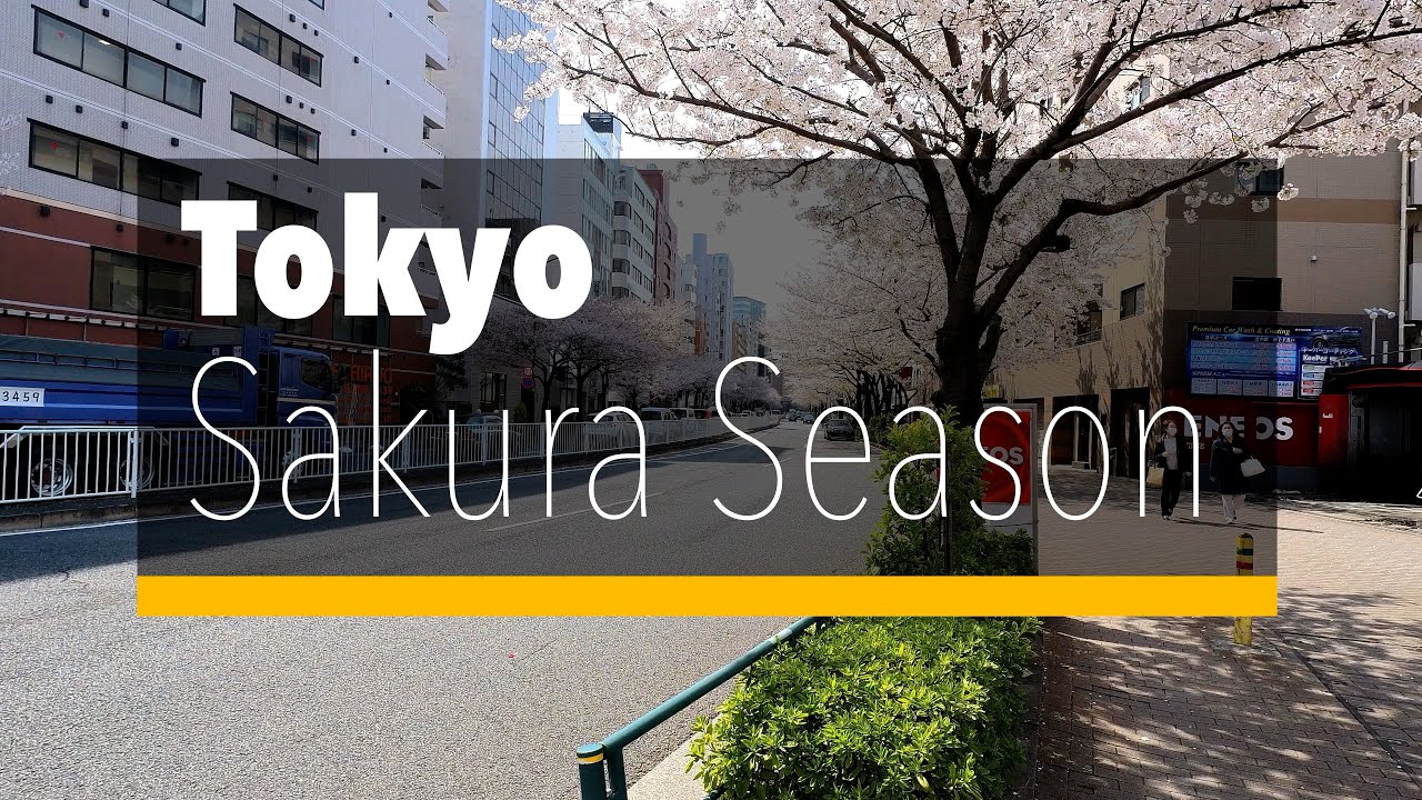 Cherry Blossoms 🌸 Sakura Season around Tokyo