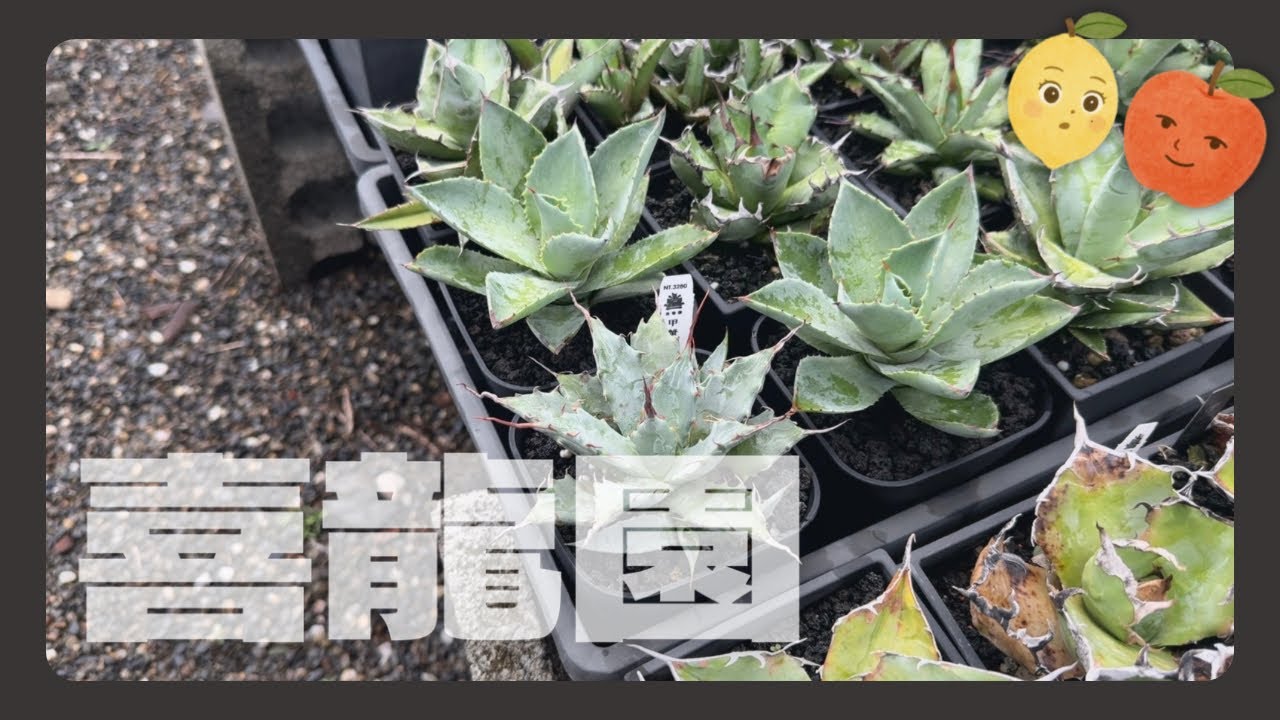 ［Taiwan Plant Shop］屏東萬丹｜喜龍園｜探店系列