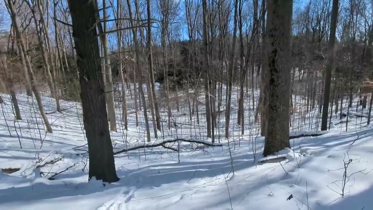 Beautiful Winter Forest