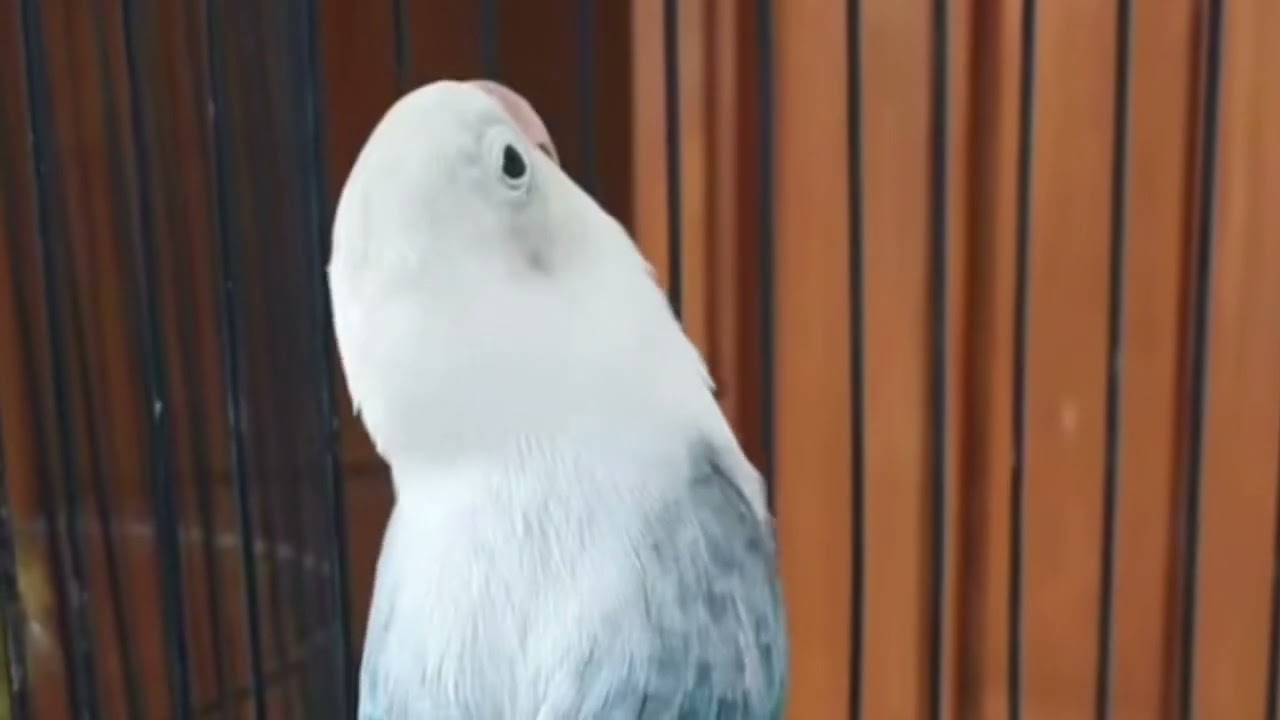 Lovebird ngekek panjang dengan variasi isian terbaik dan tembakan mewah #lovebird 