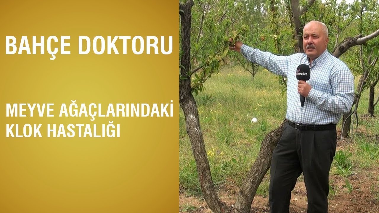 Bahçe Doktoru - Meyve Ağaçlarında Klok Hastalığı