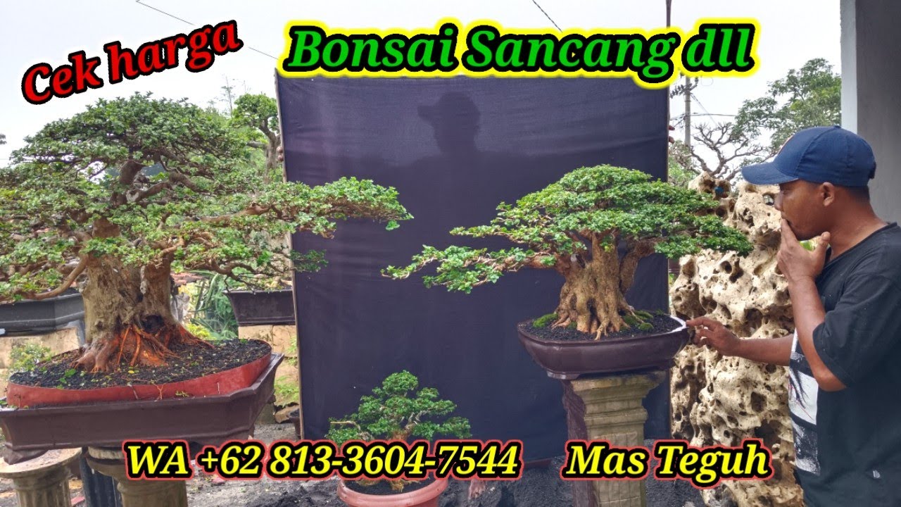 Cek harga bonsai sancang dll koleksi terbaru Mas Teguh WA +62 813-3604-7544