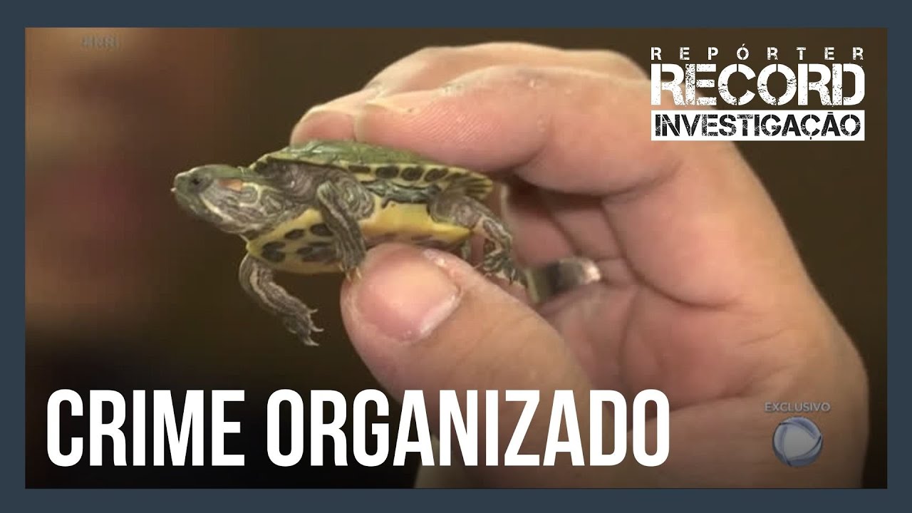 A cada ano, 38 milhões de animais silvestres são capturados da natureza brasileira pelo tráfico