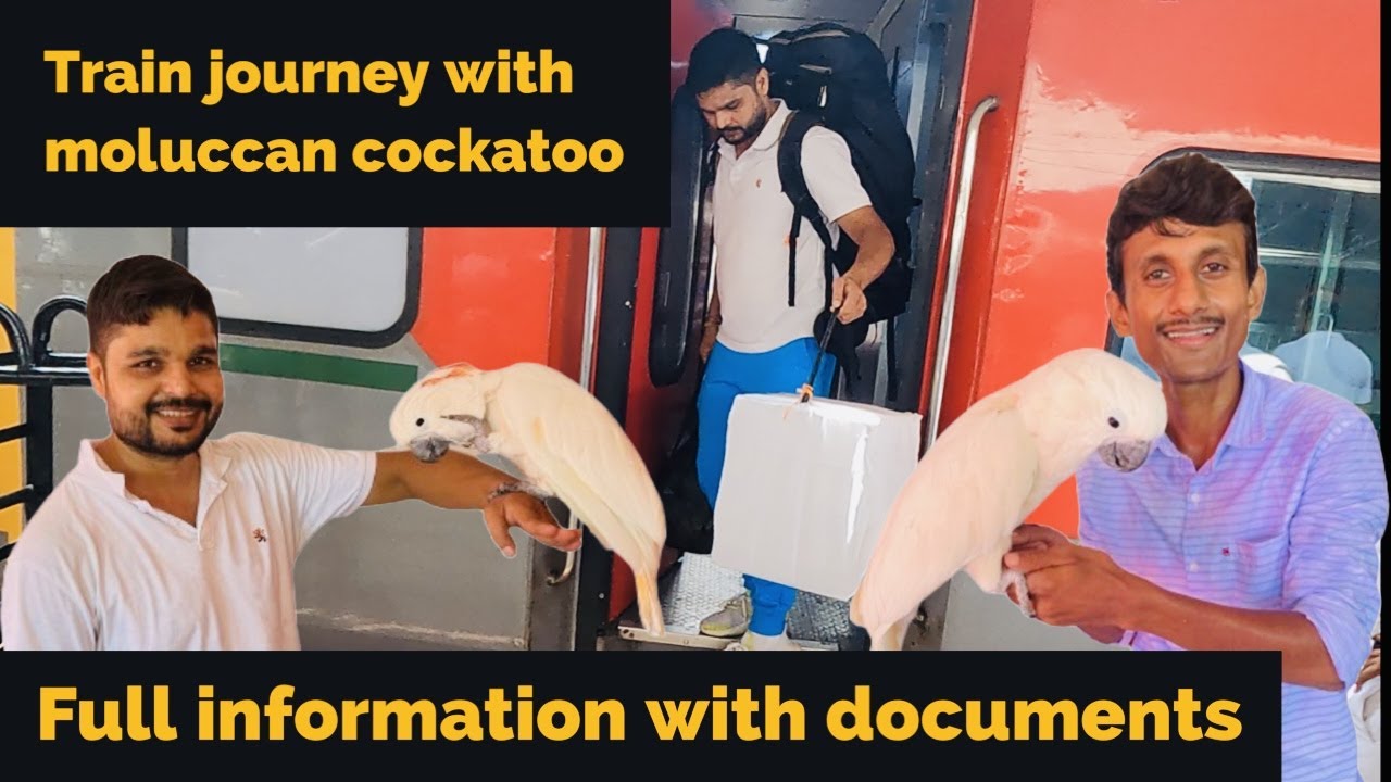 How To Travel In Train With Big Size Moluccan Cockatoo |Information With Documents | Parrot Dipankar