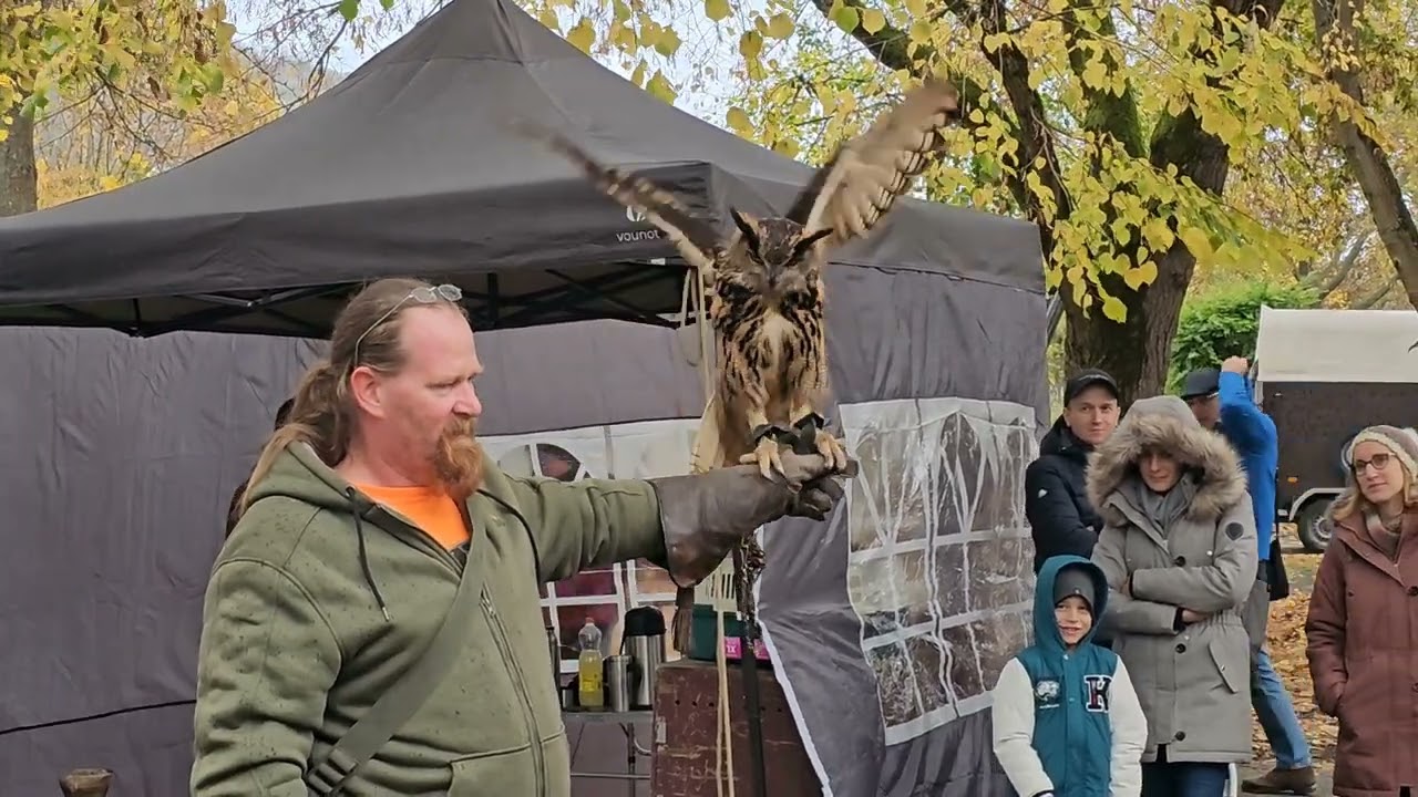 Greifvogelshow beim Bauernmarkt Wertheim
