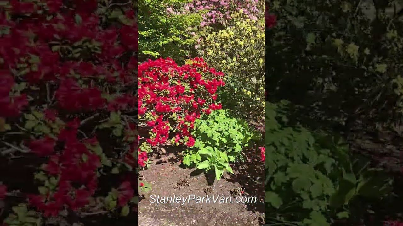 Rhododendron Garden in Stanley Park