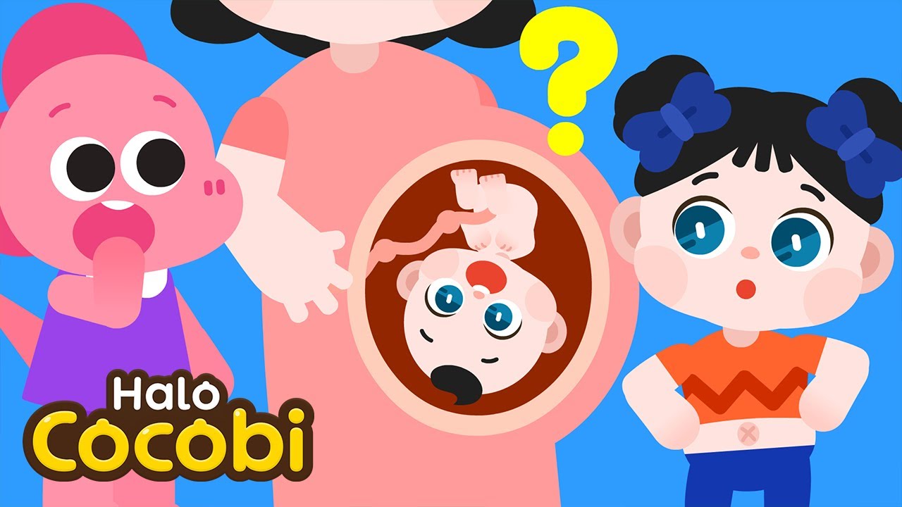 Kenapa Kita Punya Pusar? | Lagu Pusar Besarku | Kids Songs | Halo Cocobi