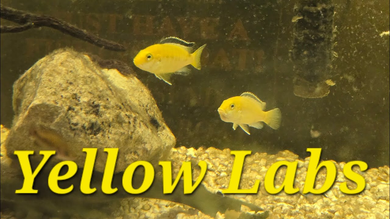 Breeding Yellow Lab Cichlids!            (Free Fish #9!)