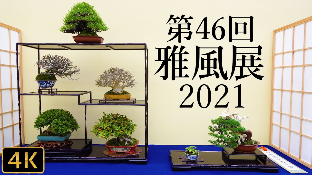 【盆栽】第46回 小品盆栽フェア 「雅風展」【Bonsai】The 46th Gafuten in Kyoto