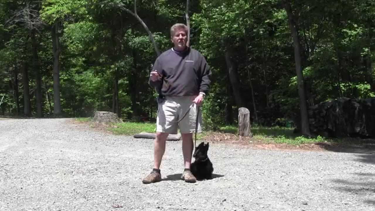 Connor - Scottish Terrier - Dog Training Winston Salem NC