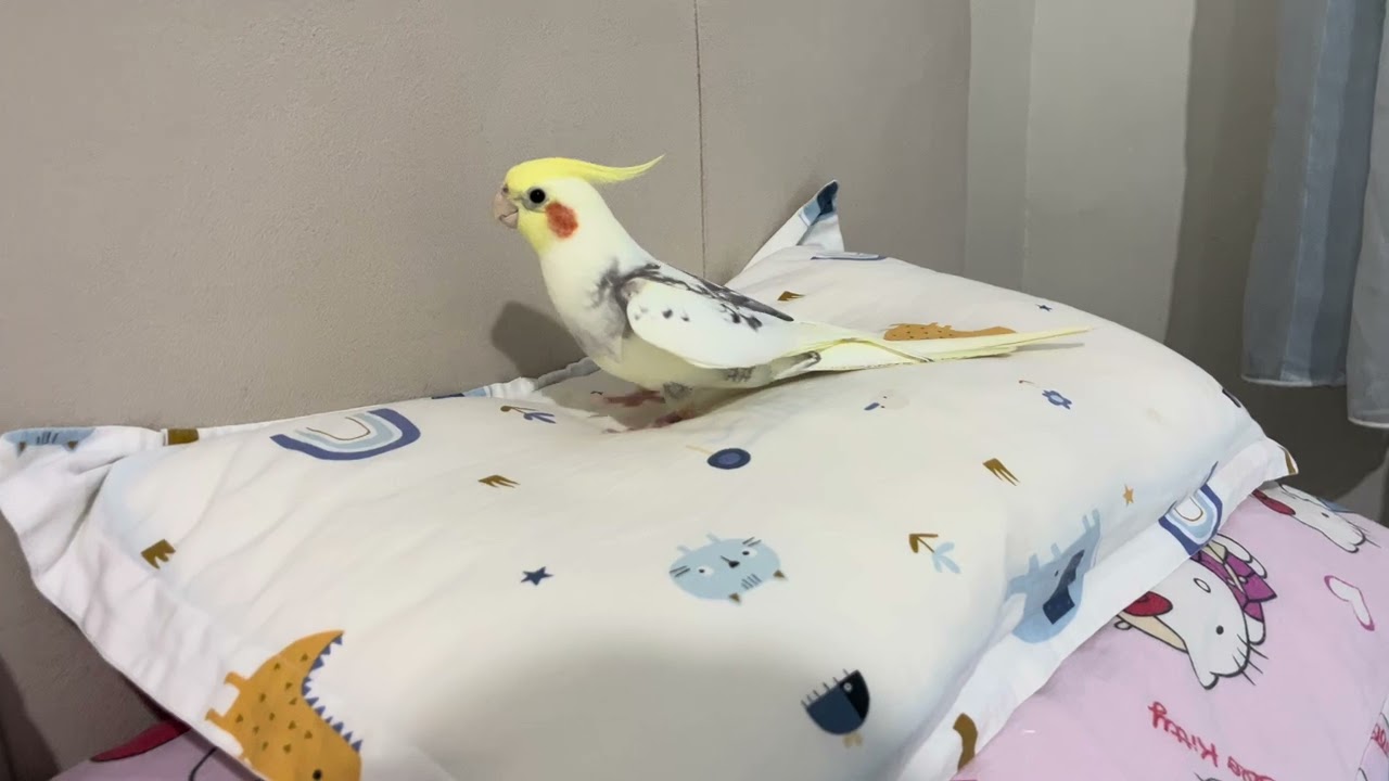 My parrot is bored every day and needs company