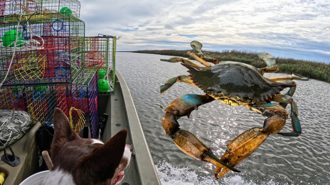 Catching HUGE, Rusty BLUE Crabs in Georgia | Catch, Clean, Cook {Garlic Crab Boil}