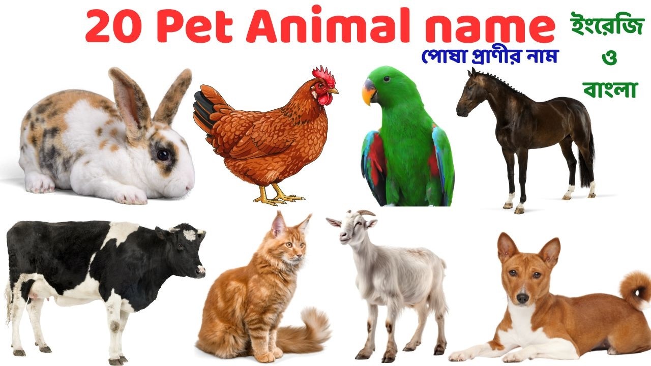 20 Pet Animals Names for Kids | পোষা প্রাণীর নাম | Learn Pet Animals in English & Bangla