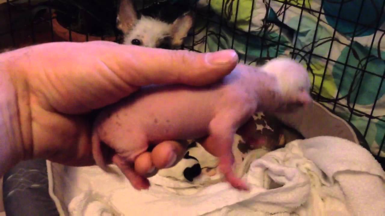 Chinese crested puppies 1 day old
