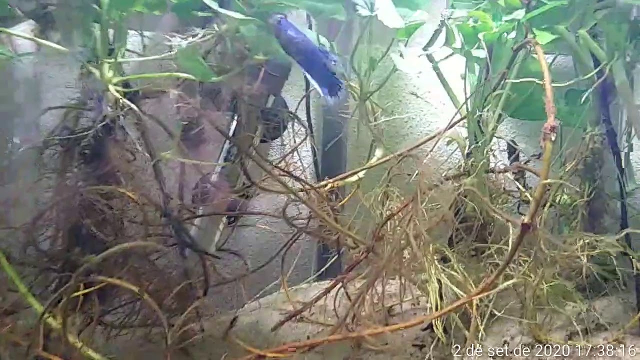 Plantas terrestre em Aquário 🤔 ⁉️