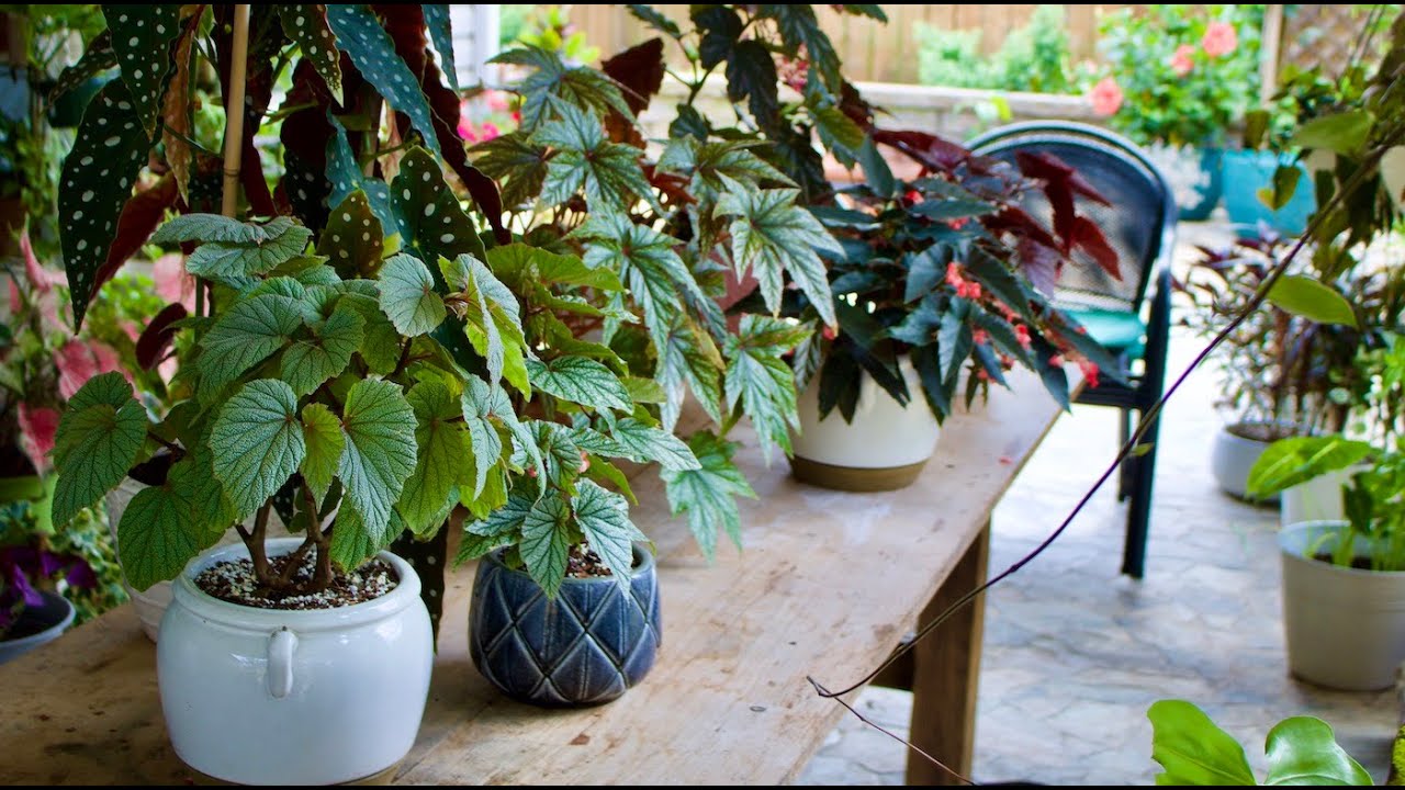 Begonias ala de ángel mi colección