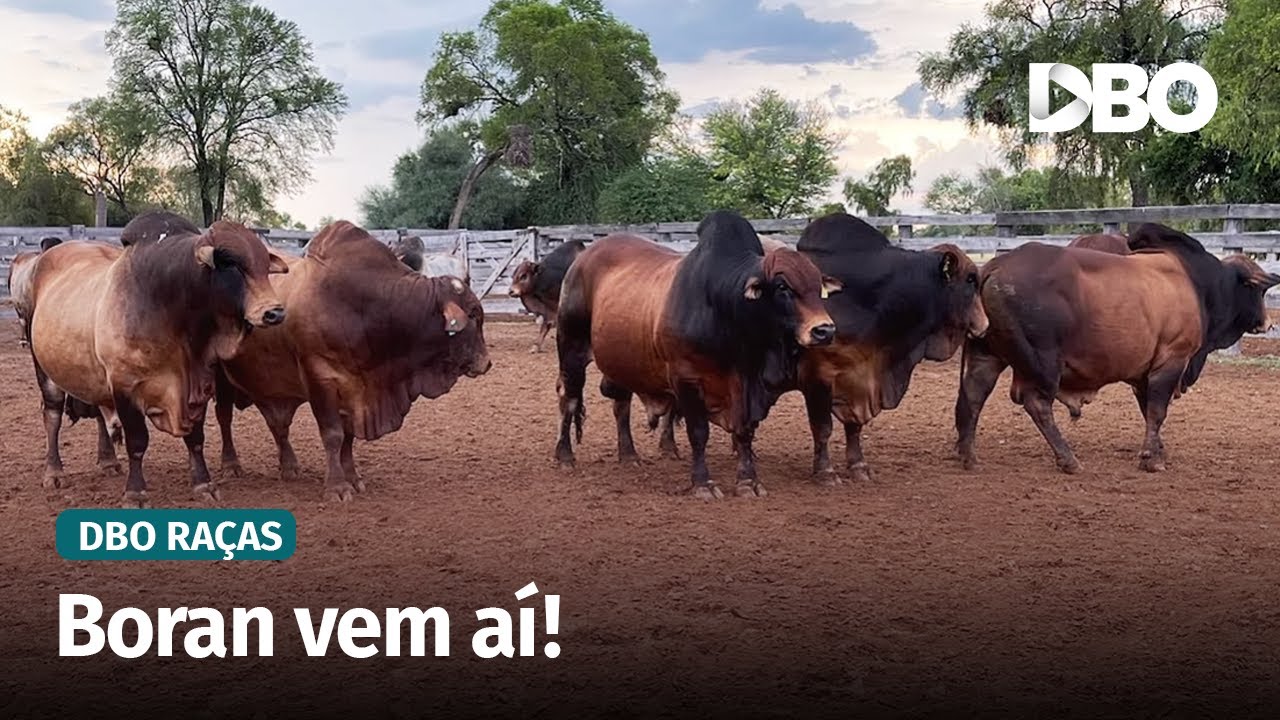 Raça Boran agrega rusticidade, precocidade e qualidade de carne